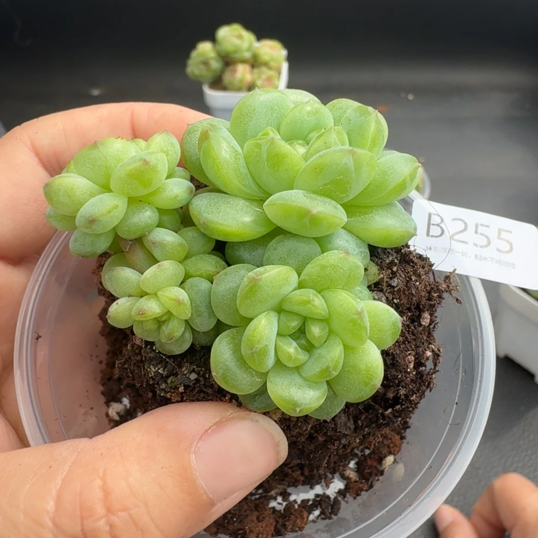 细***g一物一拍一物一拍1101-255