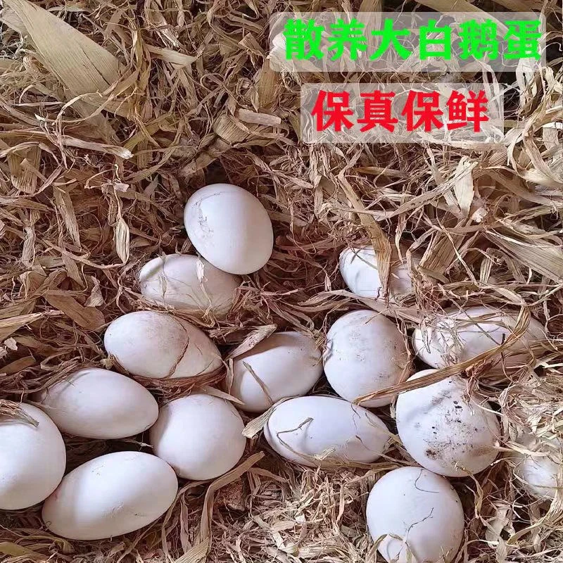 【破了包赔】贵州农家散养土鹅蛋新鲜现捡土鹅蛋批发一箱新鲜土鹅蛋
