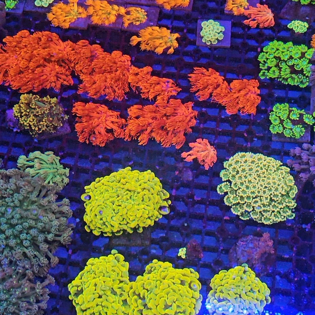 纽扣珊瑚红单包花花