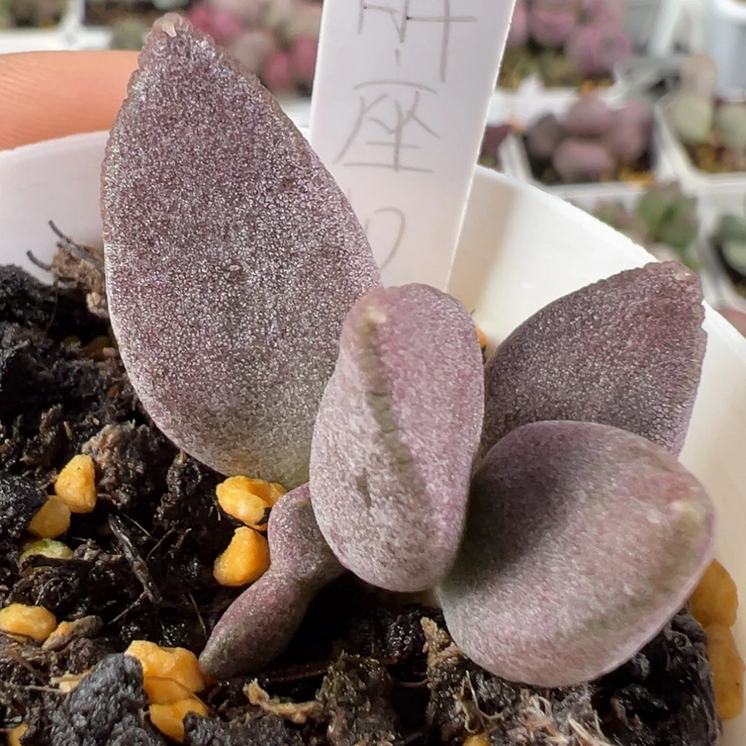 w白羊座多肉植物水泡