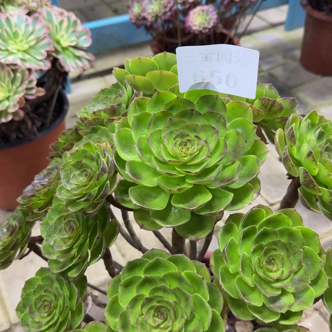 多肉植物650黑魔法师
