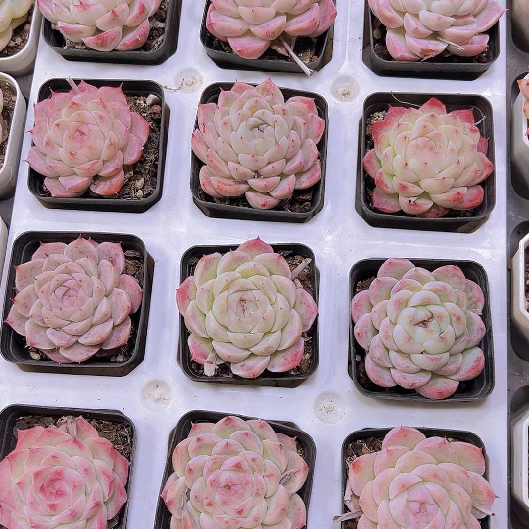 白桃汽水19包邮多肉