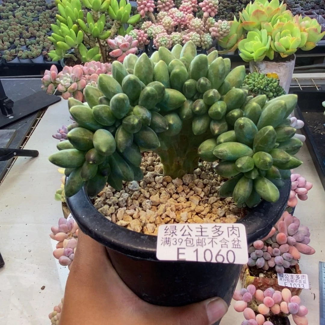 060香蕉树缀多肉9c m