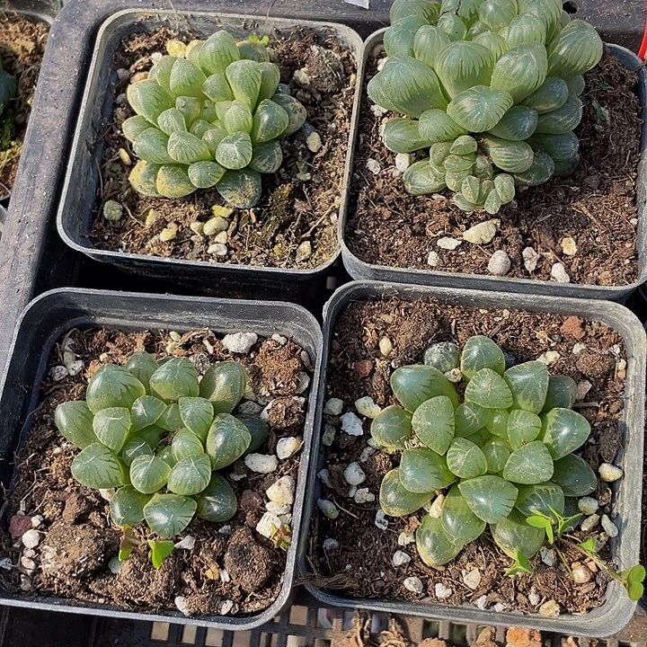 姬玉露带盆土发货