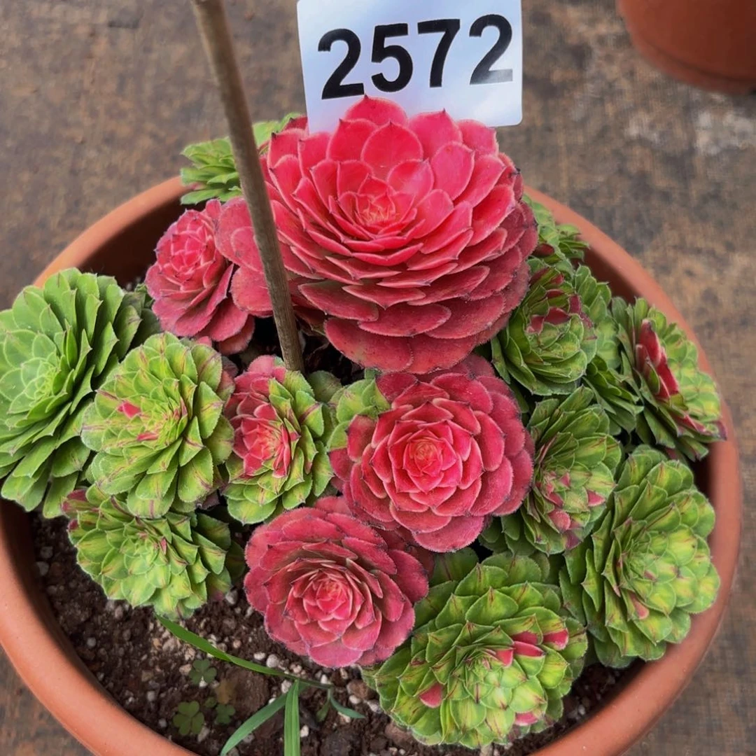 2572多肉植物知否