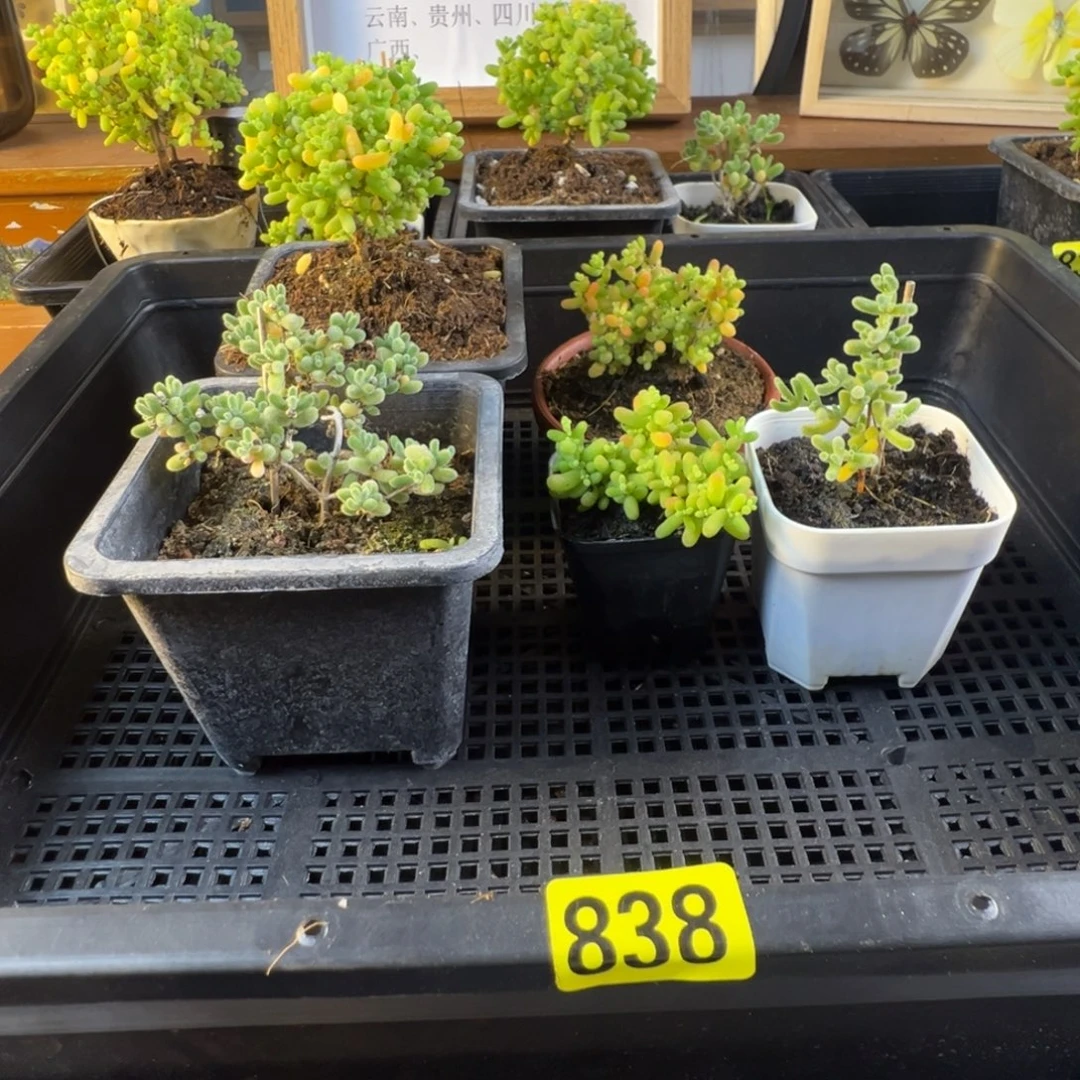 枝干番杏多肉植物838