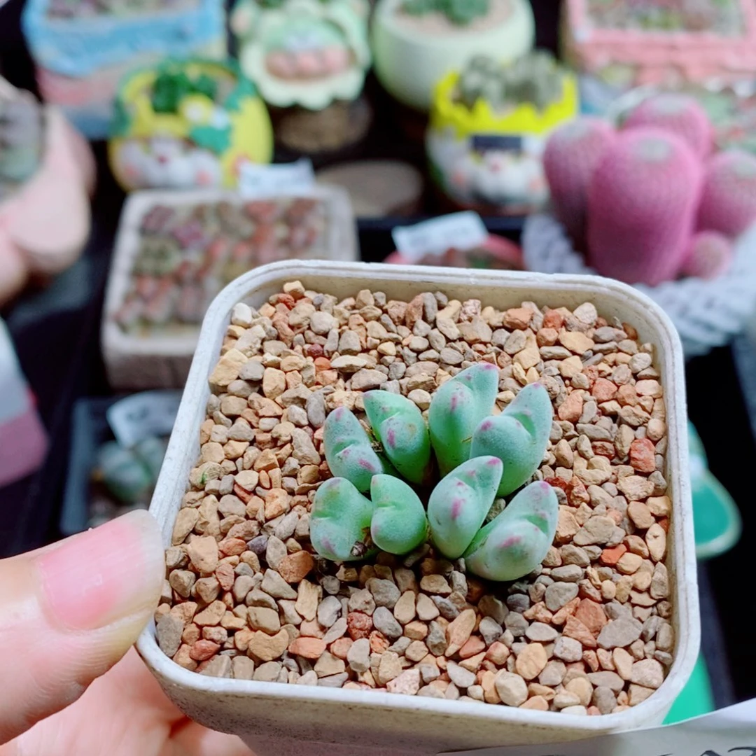小***鱼生石花花花花花花花642