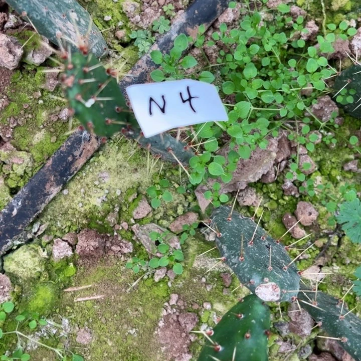 5*N4四颗黄大刺20