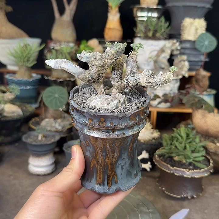 一物一拍黑皮月界620