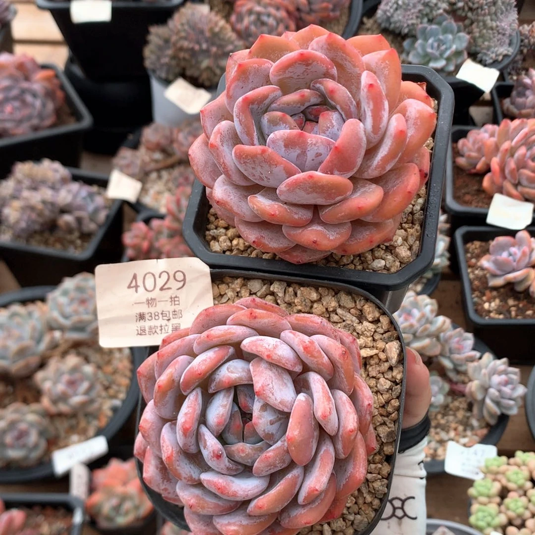 8厘米粉星影两颗4029