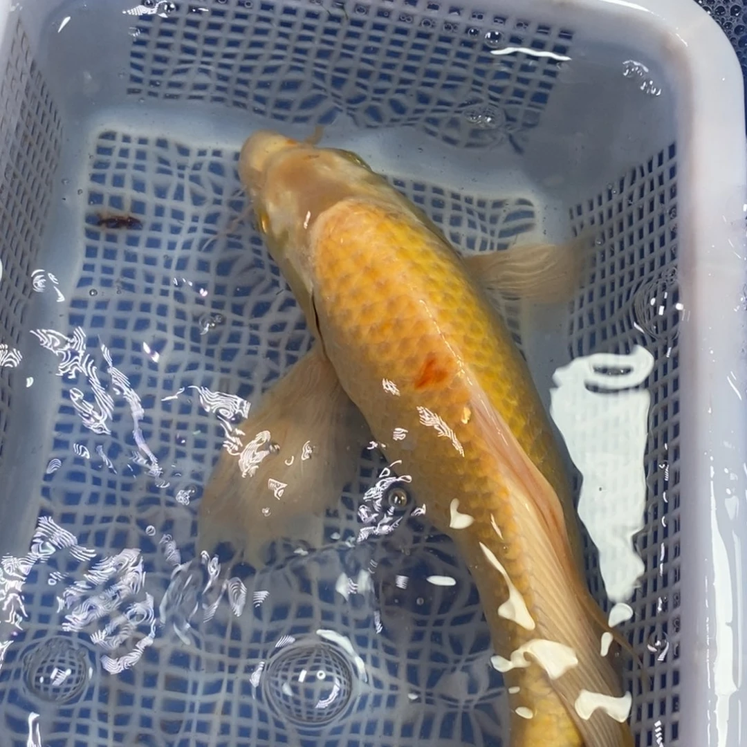 锦鲤冷水锦鲤包邮
