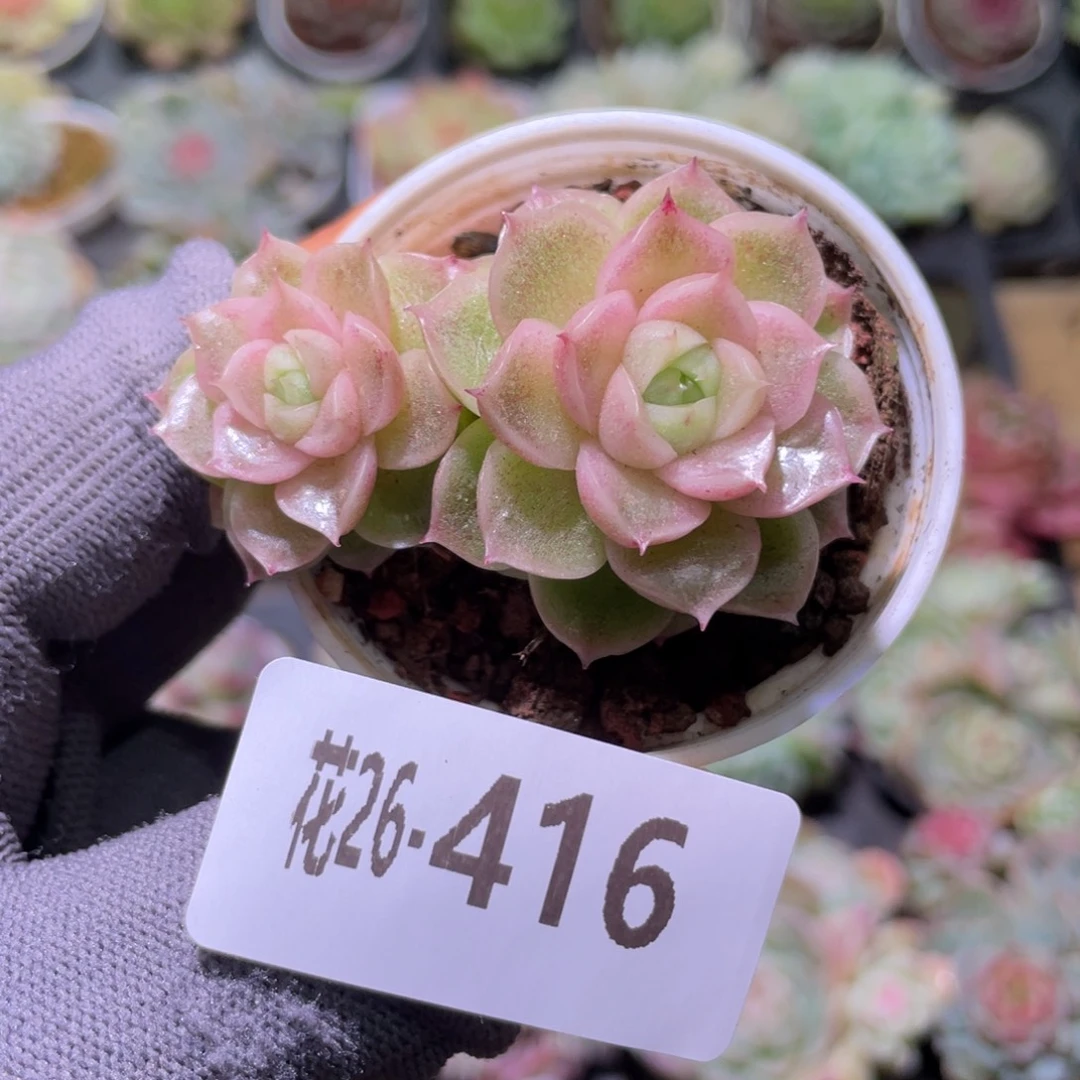 花利美26-416新品