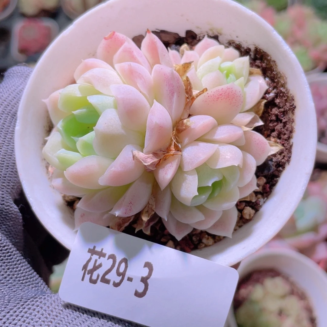 花利美29-3白月影