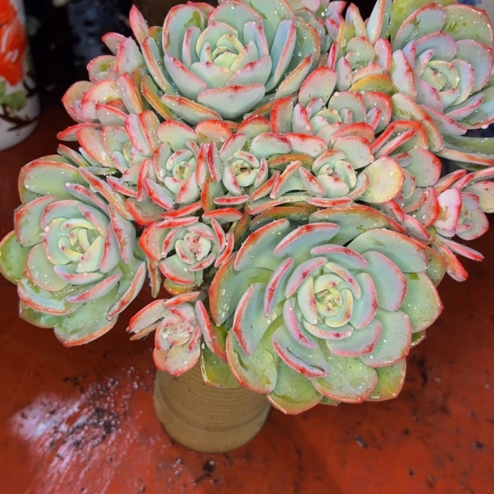 L***O老桩精品白月光老桩