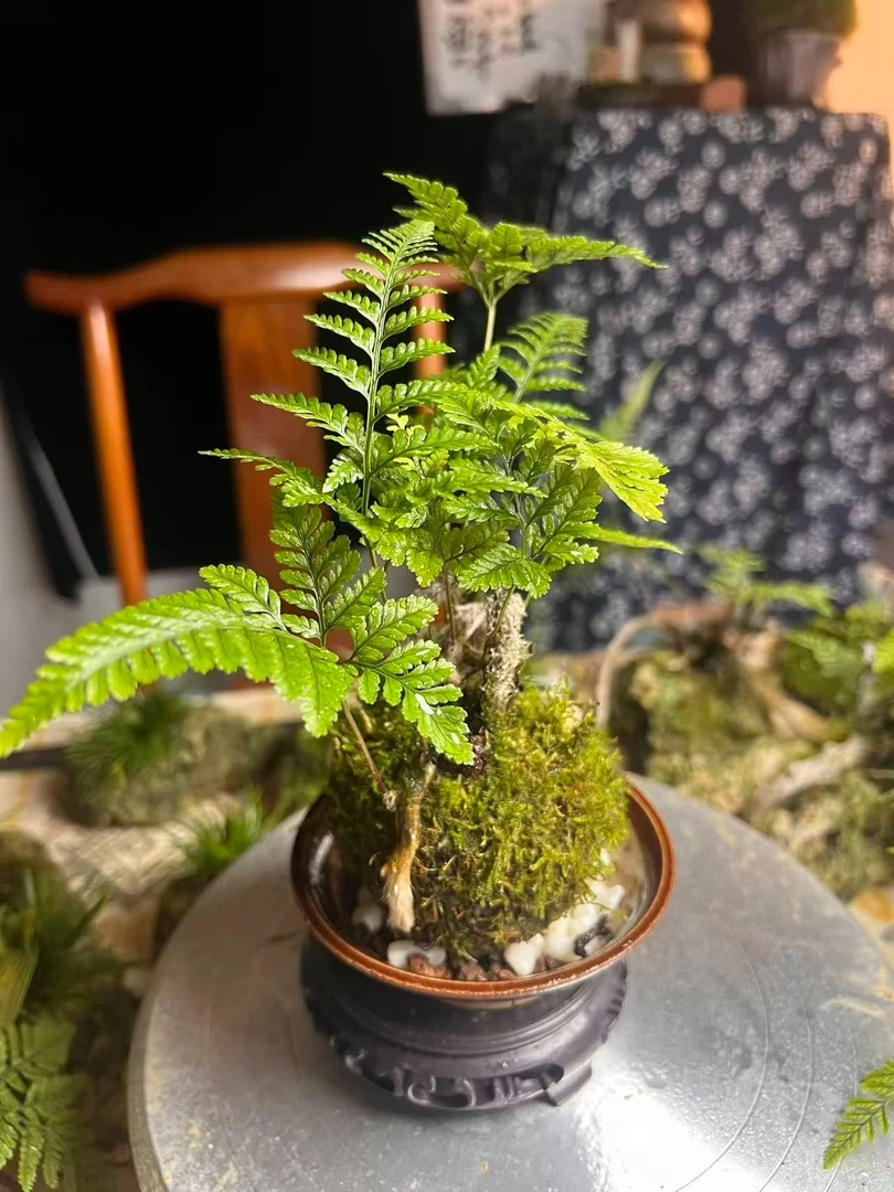 禅意狼尾蕨苔藓球室内高端盆景好养易活（不含盆）