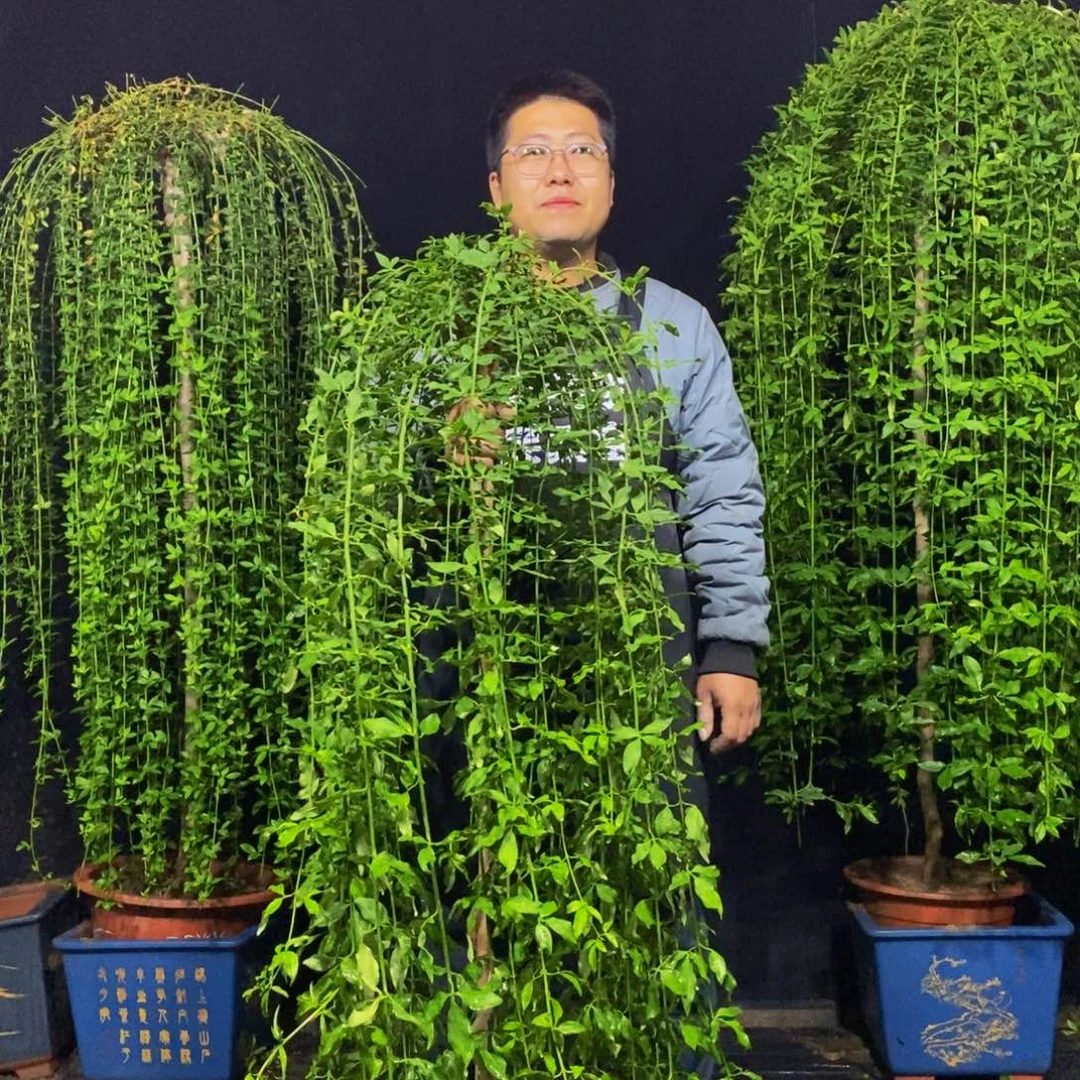 探春花，一物一拍，