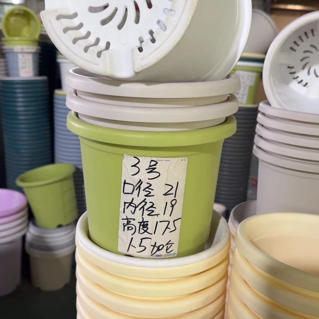 四季3#口径21无拖果绿6个