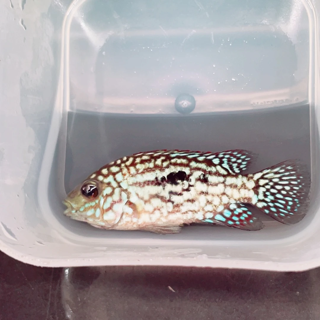 海***4罗汉鱼德萨补费用