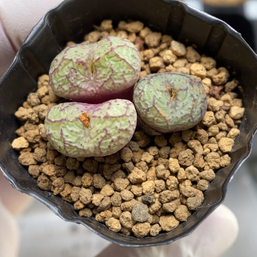 多肉植物肉锥杂交K-639