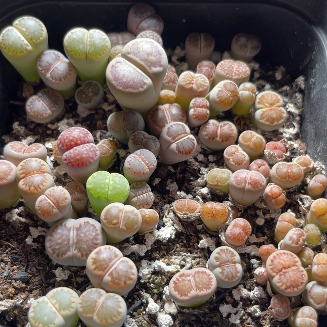 今晚大盆特价更新～23