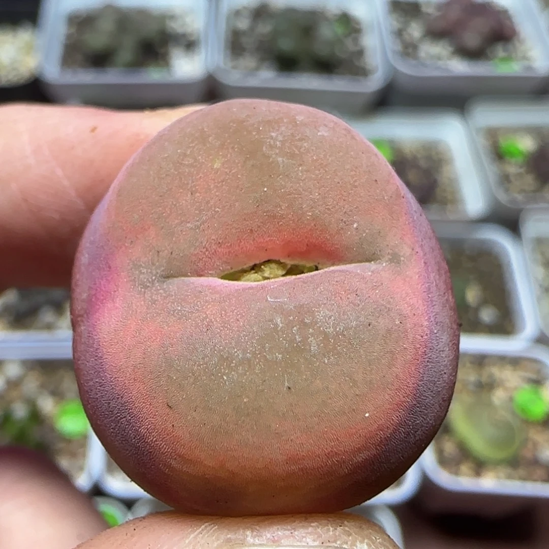 2.3漂亮多肉植物57