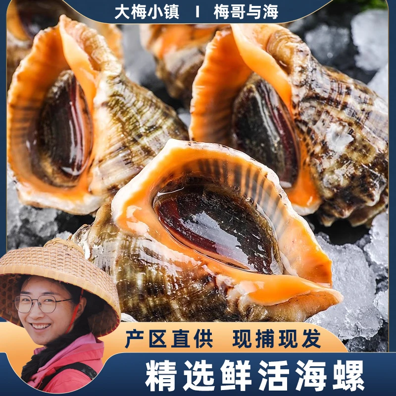 大梅小镇现捞现发鲜活海螺4斤一斤8-11个左右个头适中螺肉鲜美