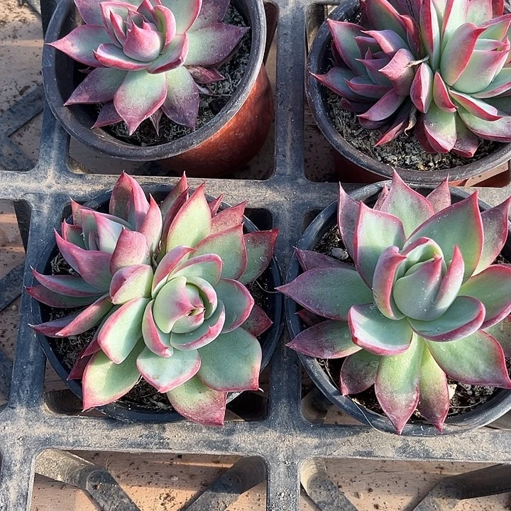 9厘米盆惊鸿仙子多肉植物