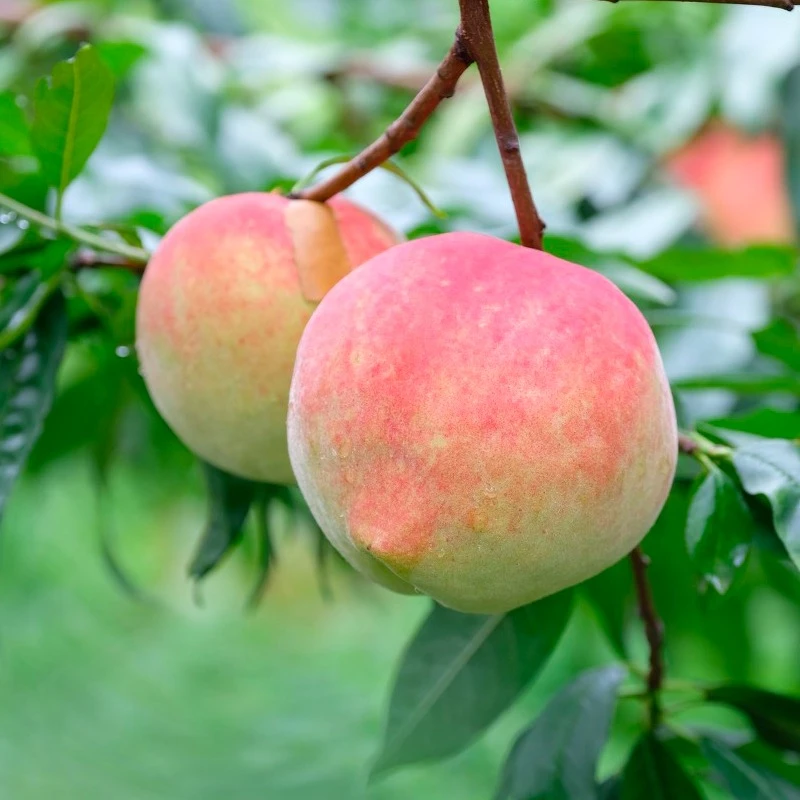 【圆通助农古田水蜜桃/建宁黄桃】新鲜桃子5斤大果礼盒正宗福建甜桃