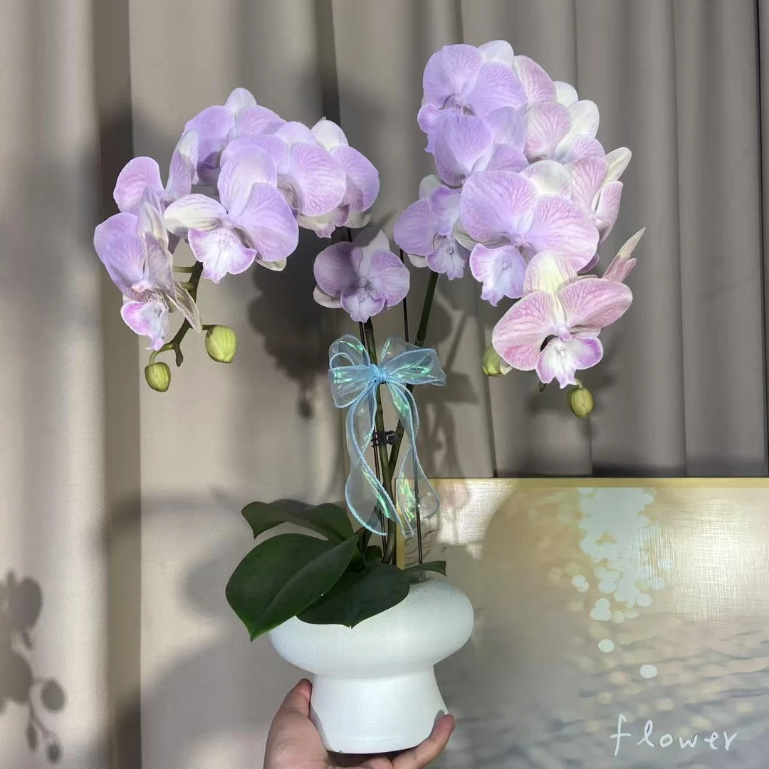 蝴蝶兰（天使）单苗双花剑 优雅精致鲜花室内花好养活