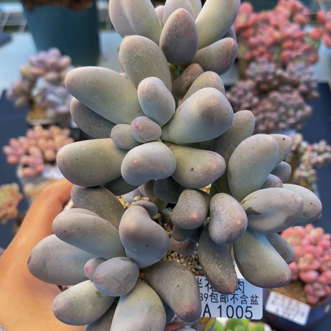 1005-米可奶酪多肉15cm