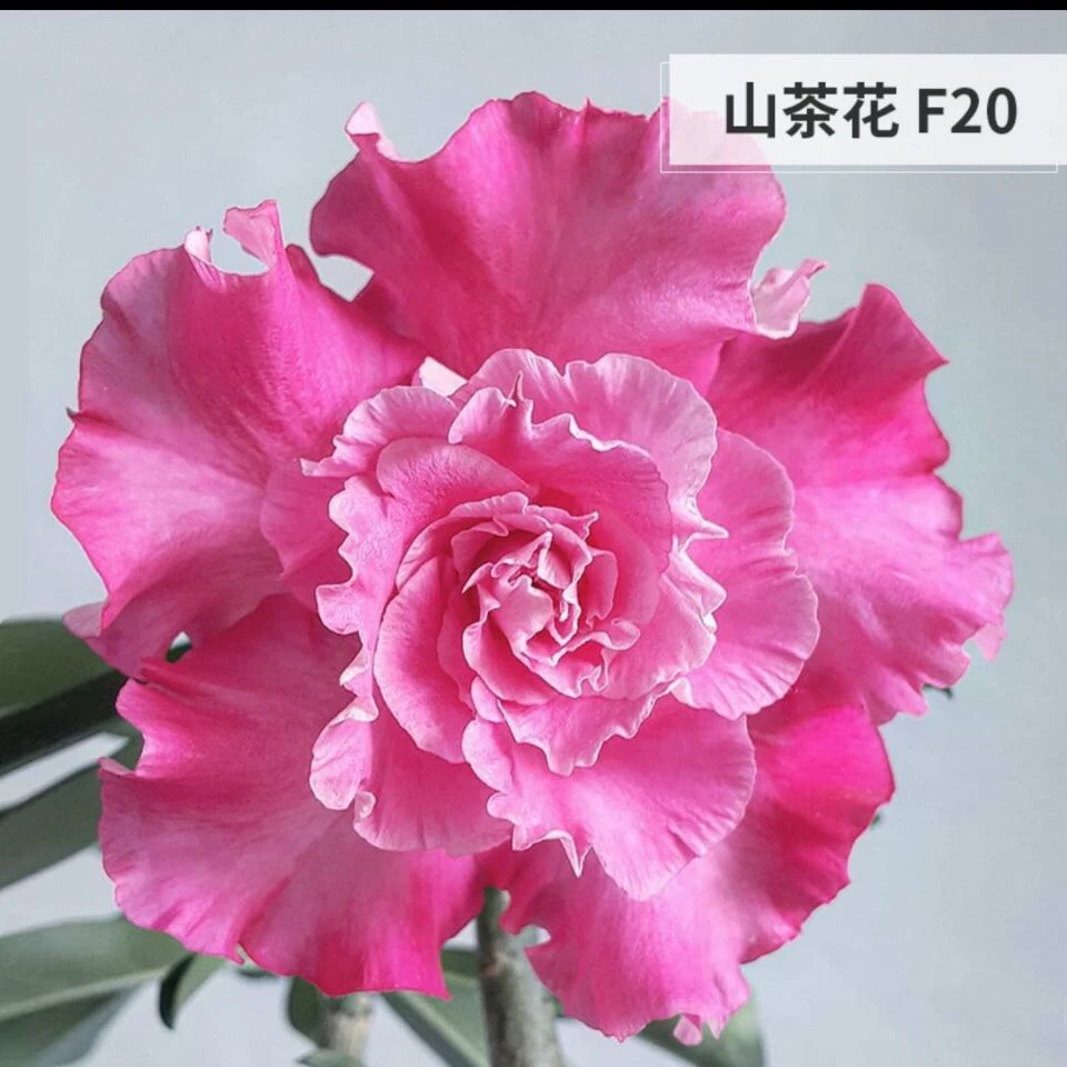 沙漠玫瑰重瓣大花室内盆栽花卉阳台绿植耐旱好养