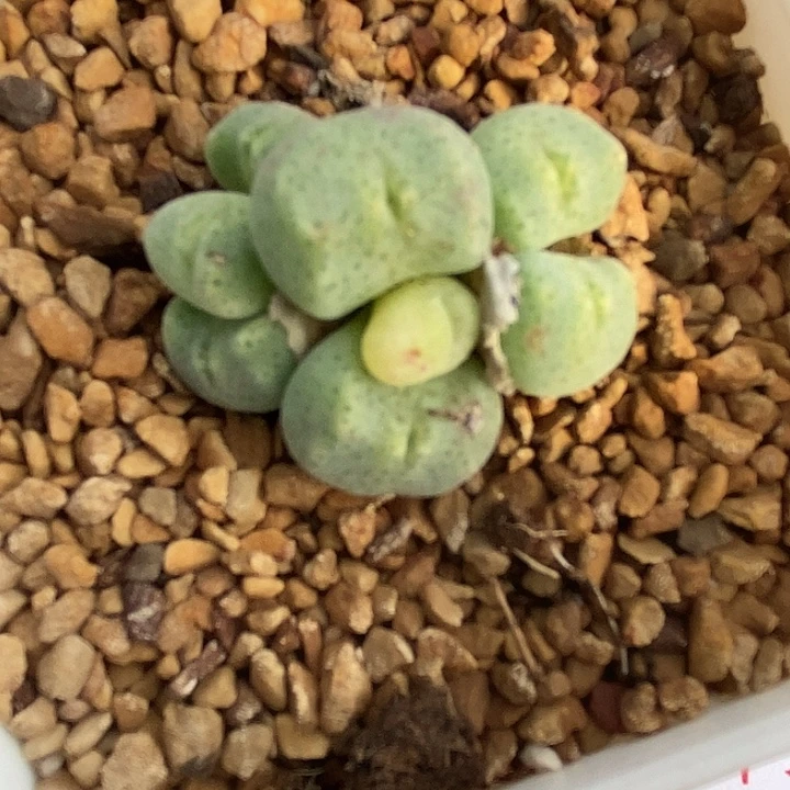 2429绿豆糕母本一群