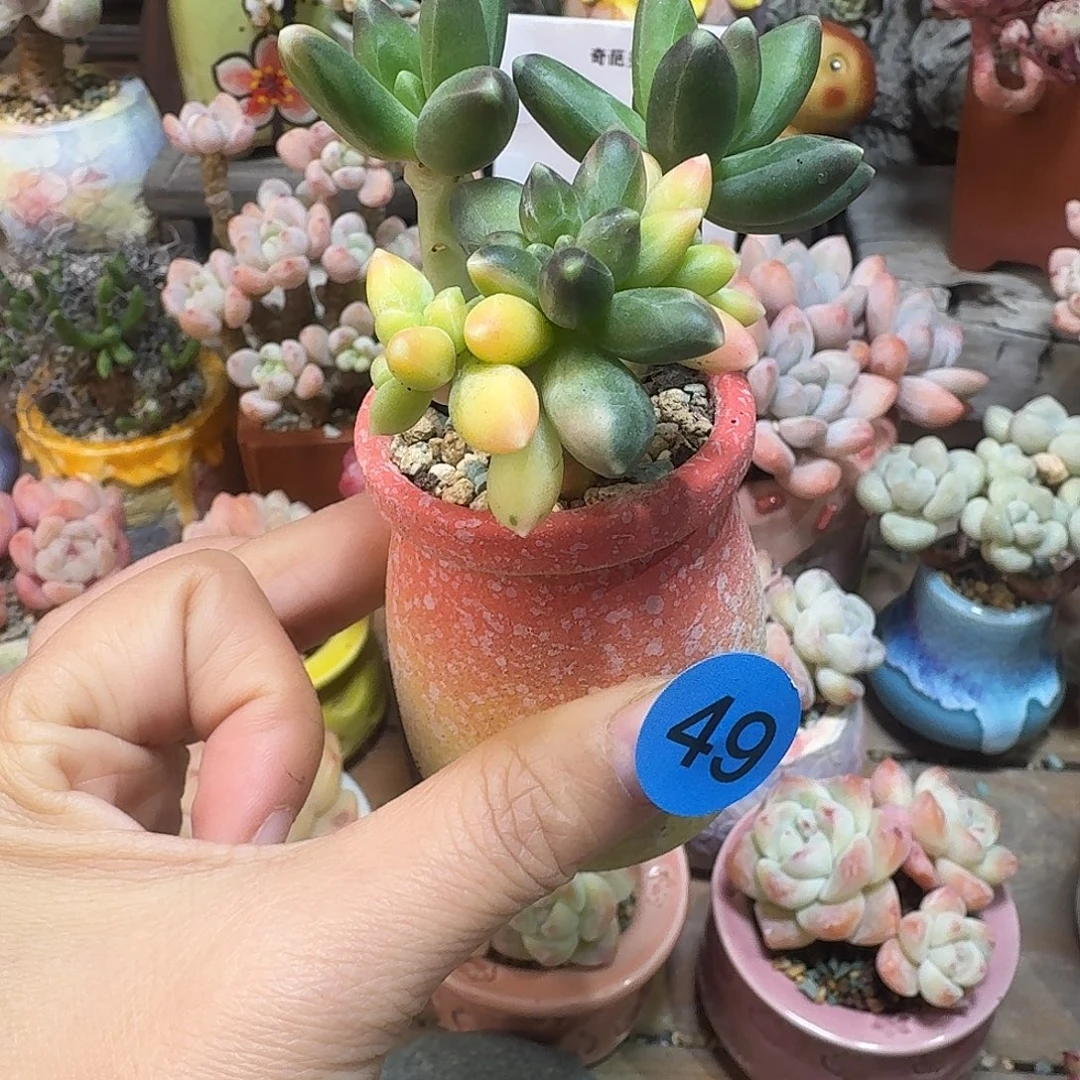 49 多肉含盆土 30元包邮非偏远
