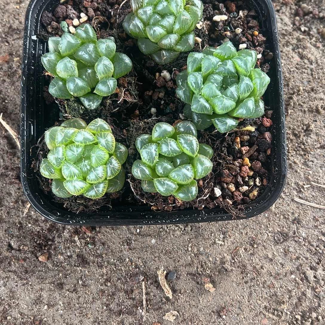 50孔玉露5颗优选随机量拍