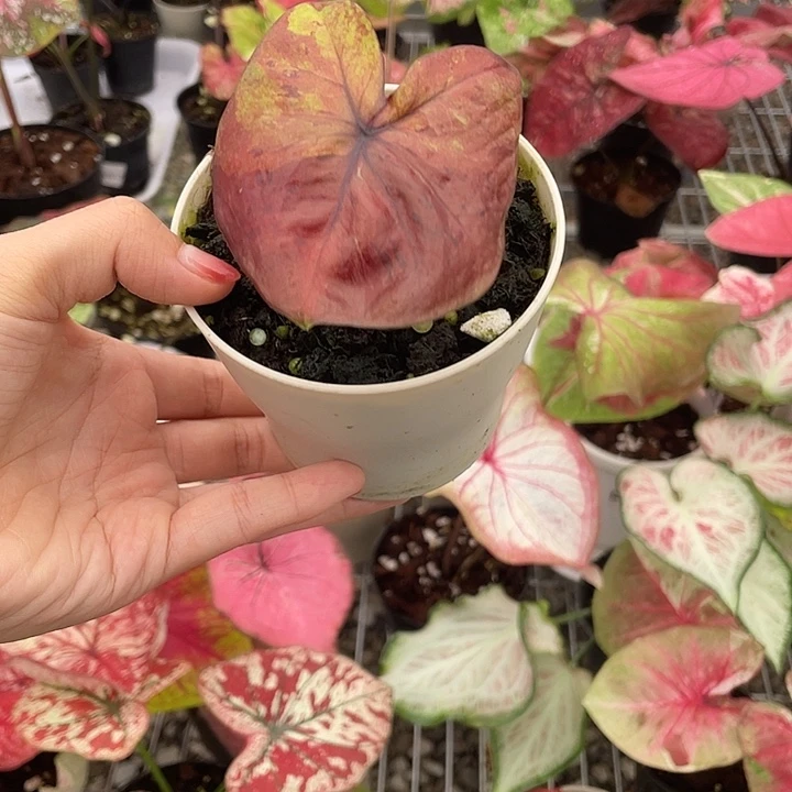 无花朵泰彩养定007