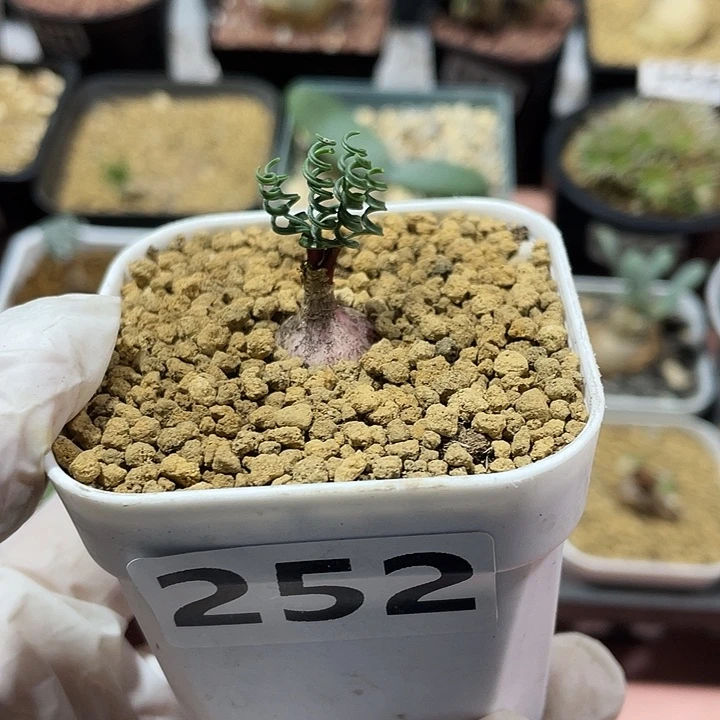 252GL蚊香弹簧草块根