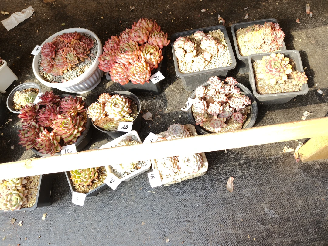 4花掌柜精品杂交多肉13盆