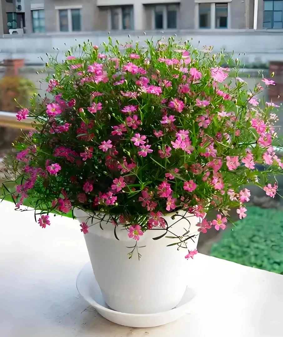浪漫玫瑰手捧花四季开花特别好养室内室外庭院花卉盆栽
