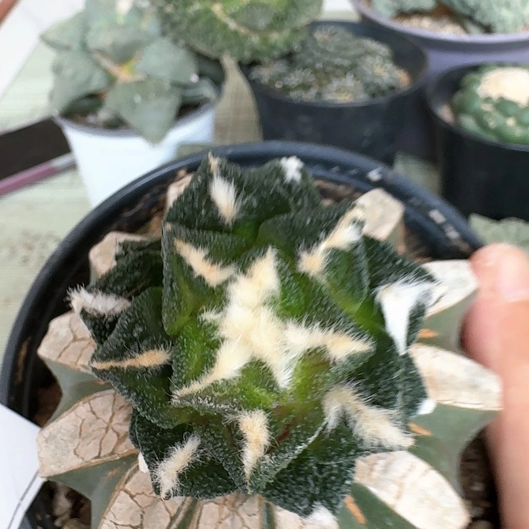 【闪购商品】无花朵赵辛顿609