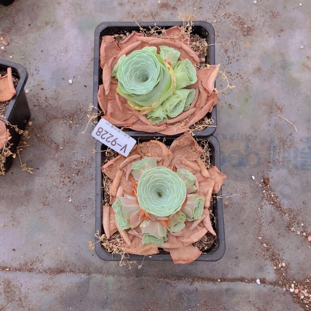 9228水蜜桃g g h b b v b