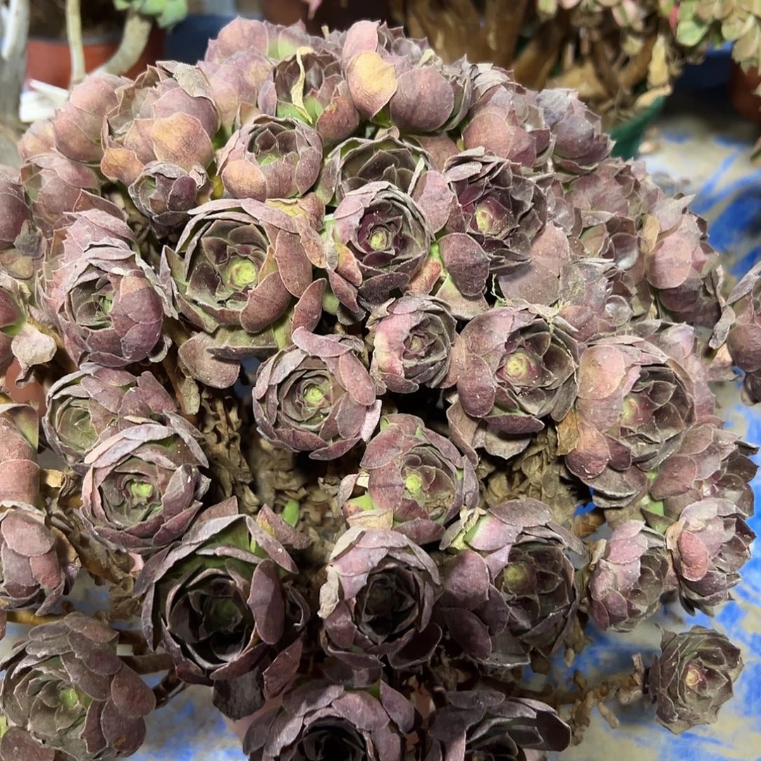 多肉384植物紫罗兰法师