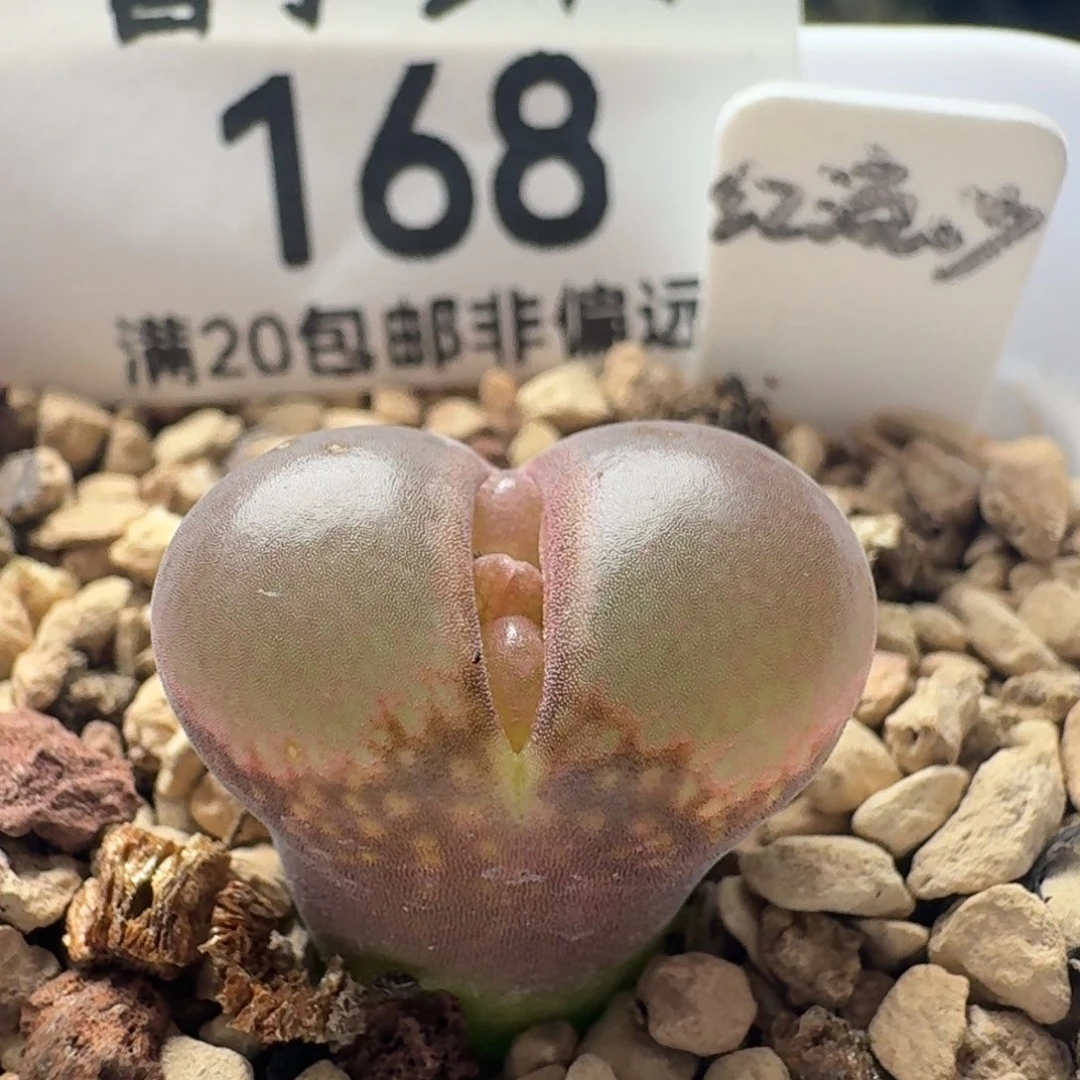 红流沙带盆土