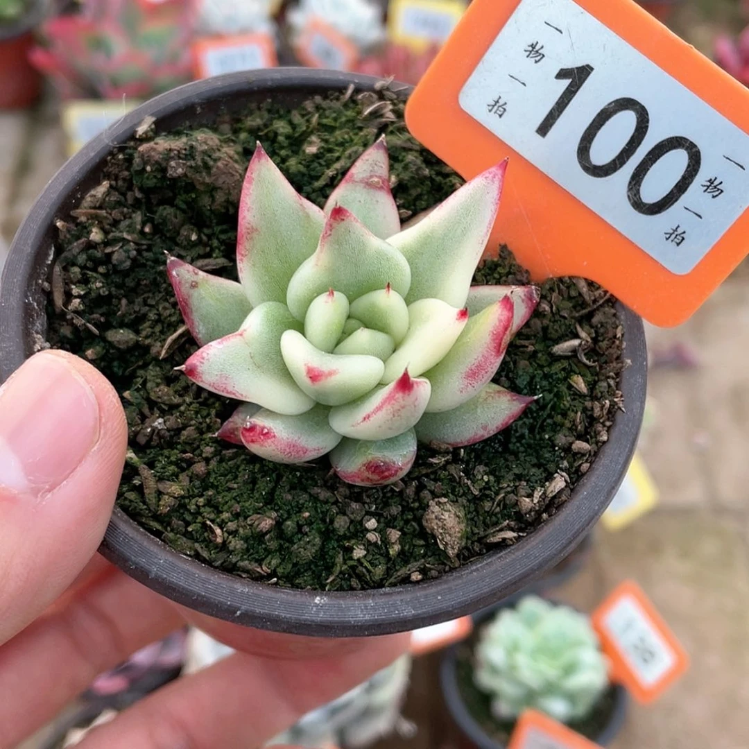 【闪购商品】100号