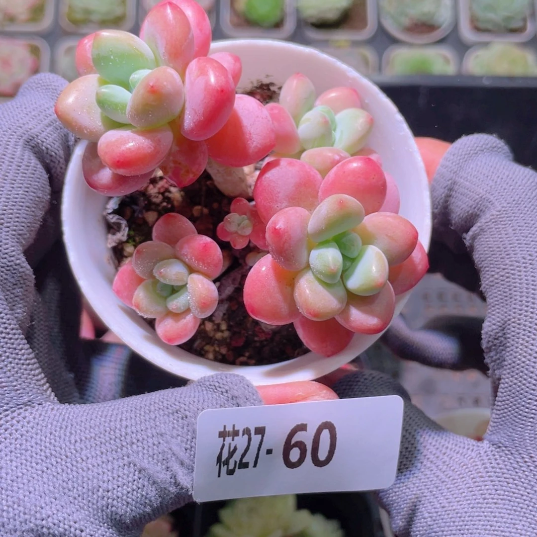 花利美27-60洛神群