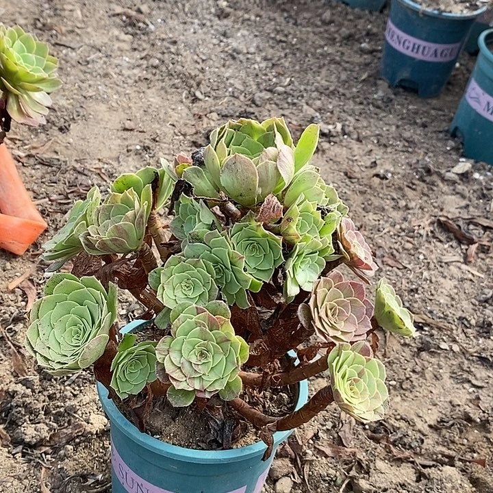 花月夜61多肉植物法师法师