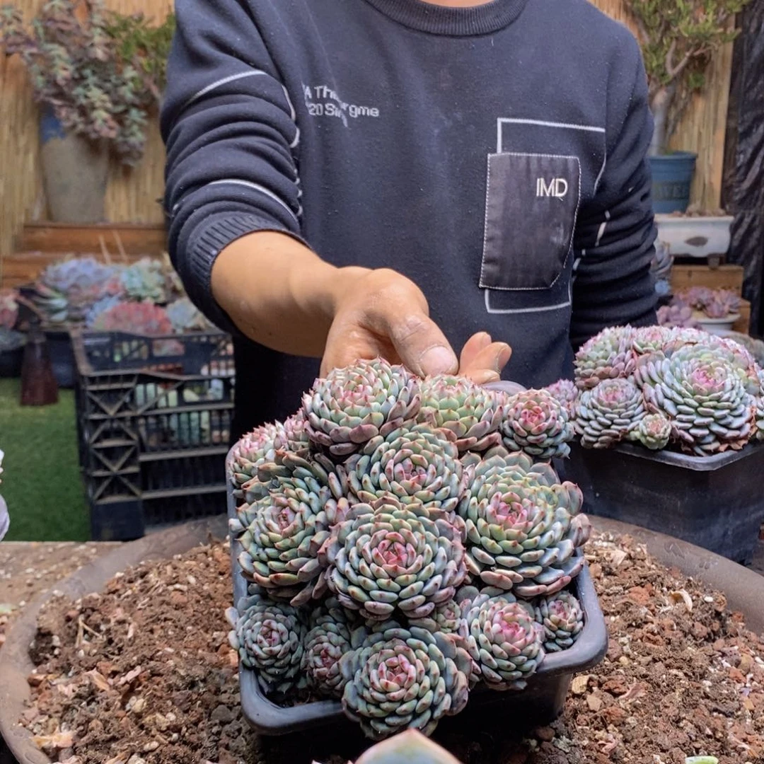 祯*382号白胖手捧多肉