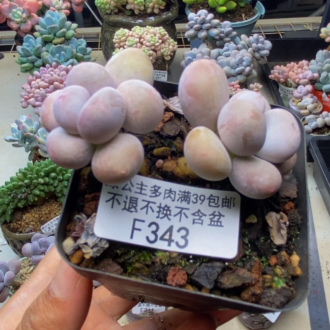 343蛋黄奶多肉5cm
