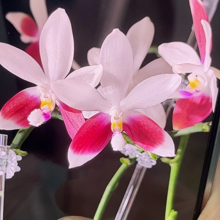 完全开放处理C1交C2叶片微瑕带花剑有点摇头晃脑介意慎拍