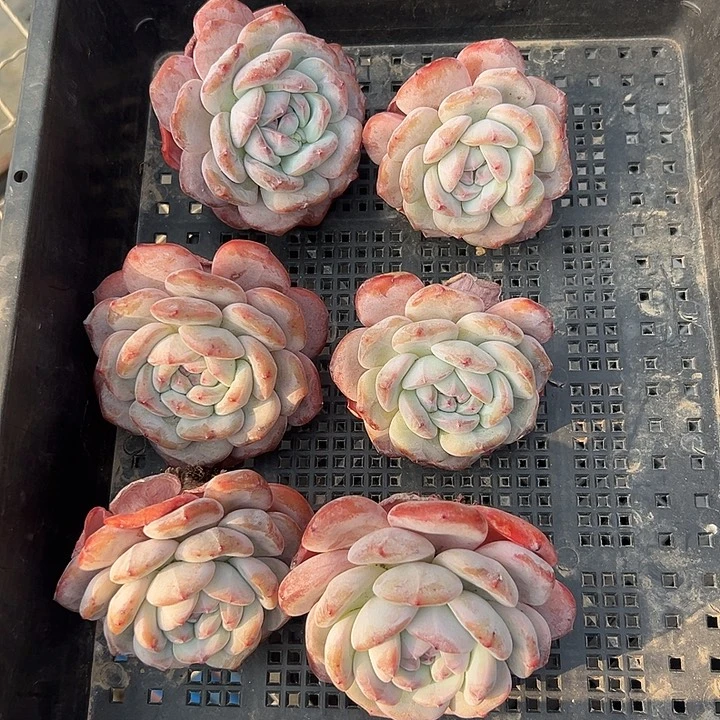 3092，6个星影粗腿不圆