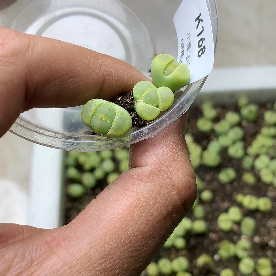 春*K168多肉植物保护